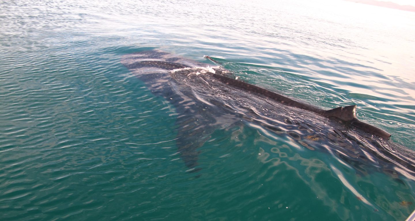 Grey Whale Tours