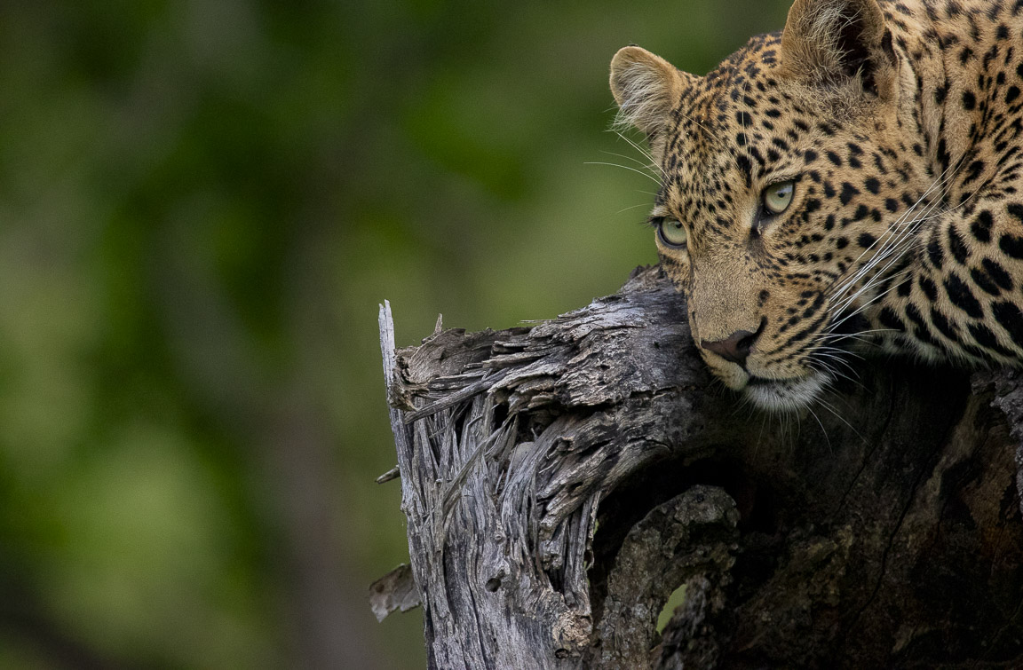 Leopard in the african bush